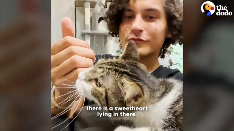 Kitten Found Limping In Florida Streets Gets A Life-Changing Deal From His Rescuer