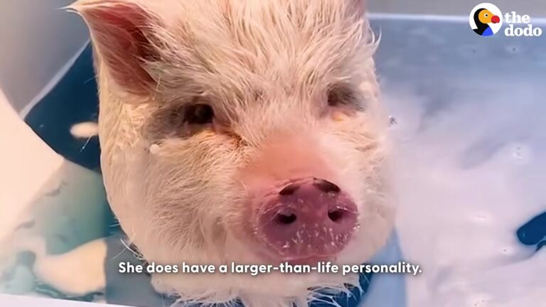 California Pig Bosses Around Her Dog Siblings, But Shows A Surprisingly Tender Side When The Rain Falls