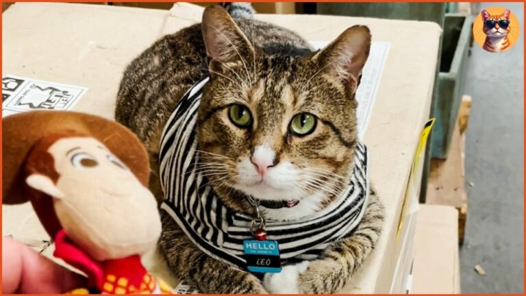 New Jersey Rescue Cat Hired To Catch Mice Earns An Award No One Expected