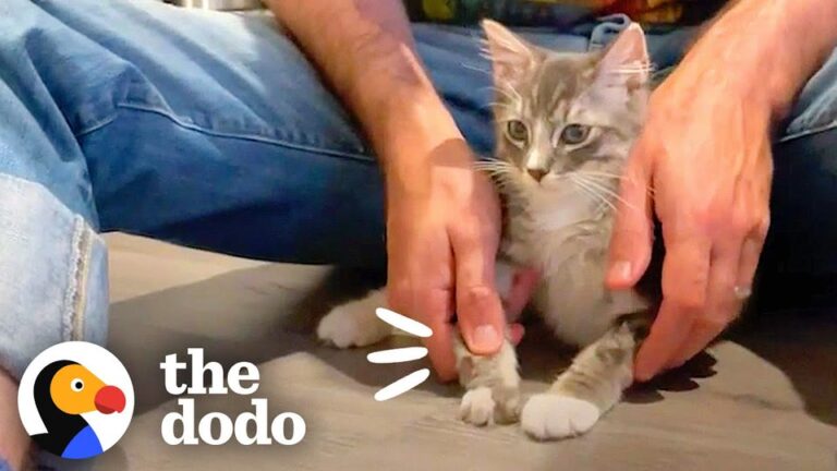 California Cat Used His Wrist As A Paw Until A Custom Bootie Changed His Life Forever