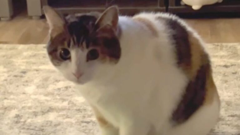 Cat Hid For 2 Years In Pennsylvania Shelter Until A Midnight Recording Changed Everything