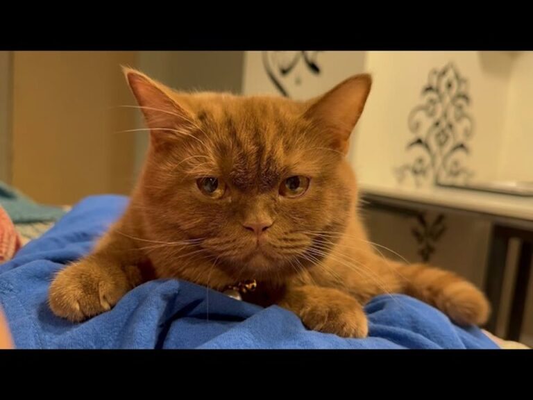 Ohio Man Adopts A Cat Returned By Three Families, Then Night 12 Leaves Him Stunned