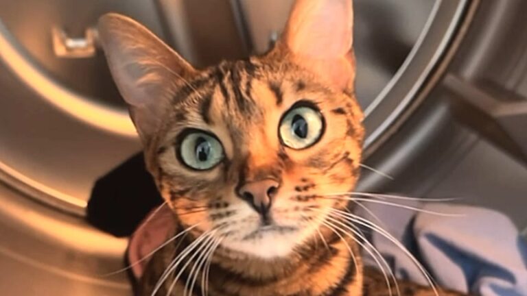 New Jersey Cat Has Special Talent For Tricks, But Her True Gift Saves Her Mom From Major Mistake