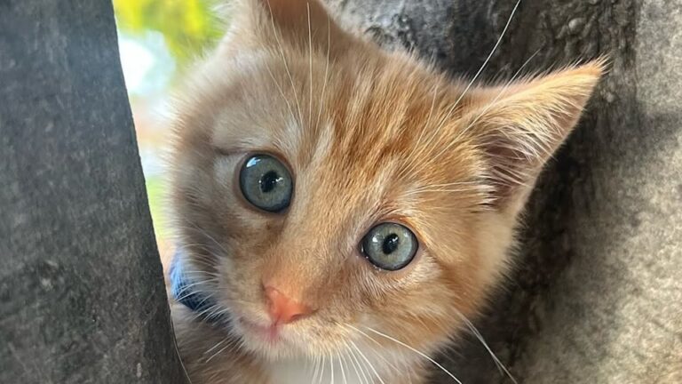 California Woman Stops For Restroom Break And Finds A Fading Kitten Who Now Refuses To Let Her Drive