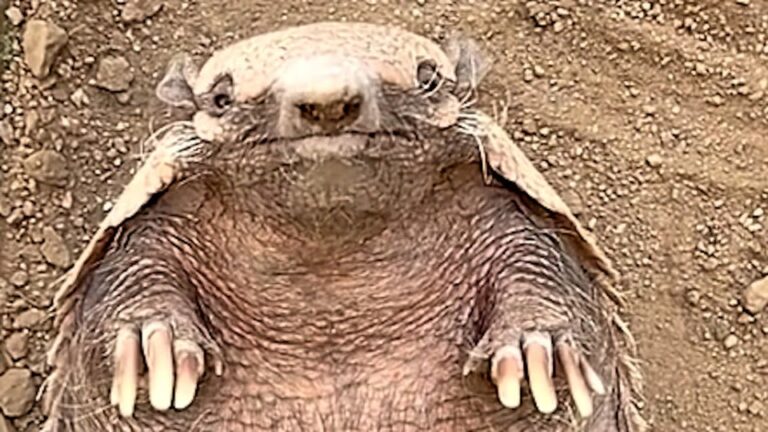 California Armadillo Needed A New Place To Live, But Rescuers Weren’t Expecting His Strange Obsession