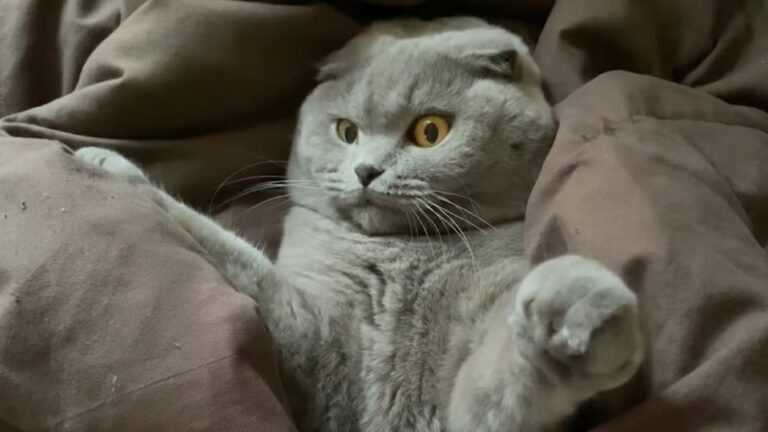 Arizona Woman Takes In A Grumpy Stray Cat, Then A 3 AM Window Rattle Changes Her Life Forever