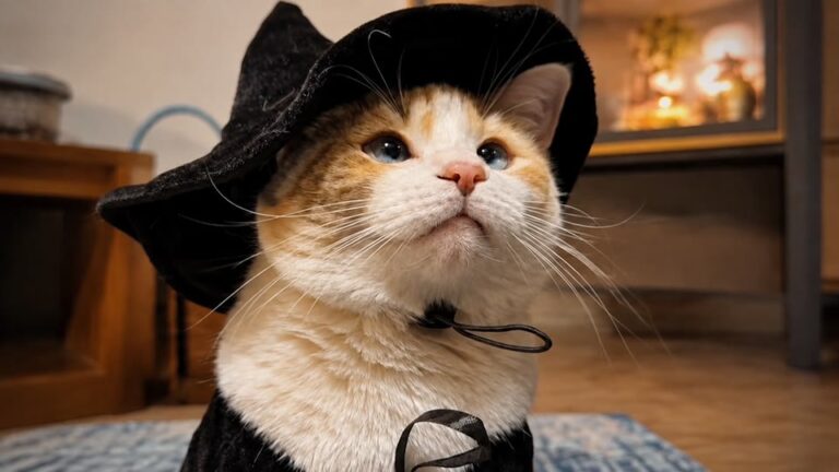 Cat Stayed In Texas Nursing Home For 6 Years, But Her Unexplainable Habit Left The Staff Completely Stunned