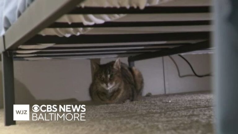 Maryland Cat Missing For Five Years Leaves Her Family Stunned When The Phone Finally Rings