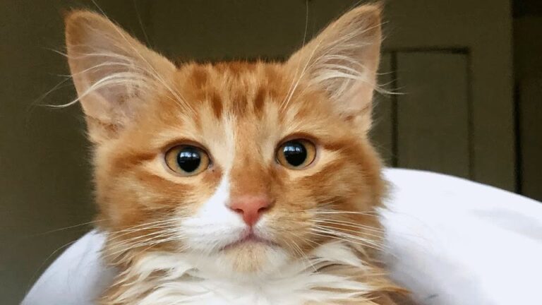 Colorado Boyfriend Didn’t Want A Cat, But One Tiny Orange Fluff Ball Completely Melted His Heart