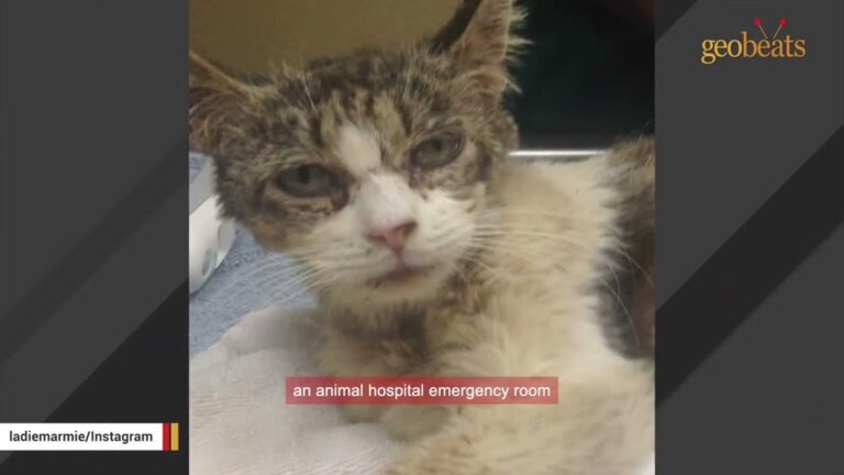 California Cat Found In An Off-Limits Room Makes A Sweet Gesture That Changes Her Life Forever