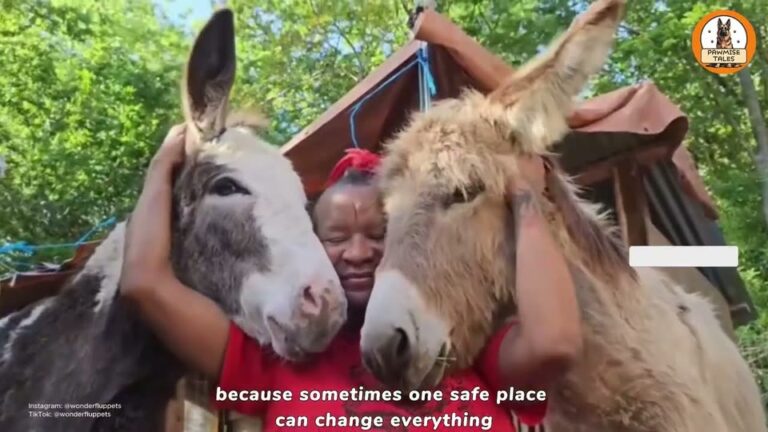 Texas Woman Brings Home An Orphaned Sanctuary Donkey, Watch His Reaction To A Resident Friend