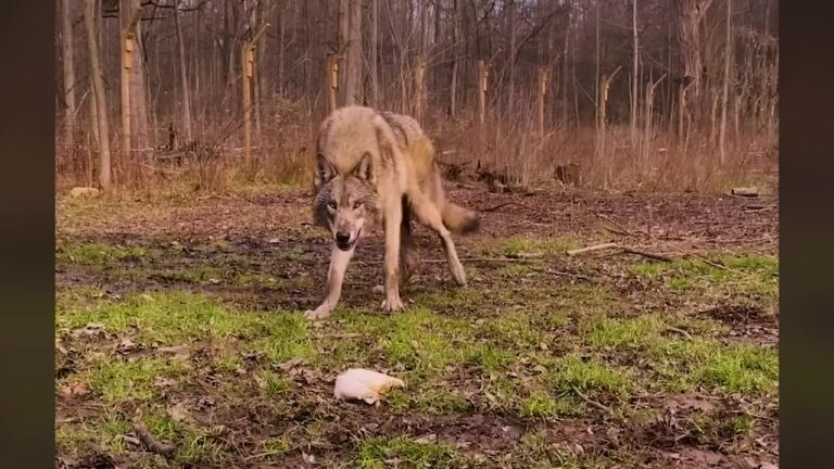 NY Wolf Dog Was Shut Down By Fear Until A Surprise Arrival Changed His World Forever