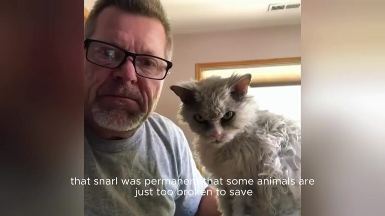 Michigan Man Fosters The Shelter’s Most Furious Cat And Is Stunned By What Happens On Day 16
