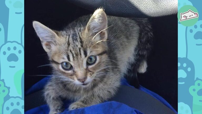 Texas Kitten Found Crying By A Tree Survives A Terrible Past, Then Finds The Perfect Brother