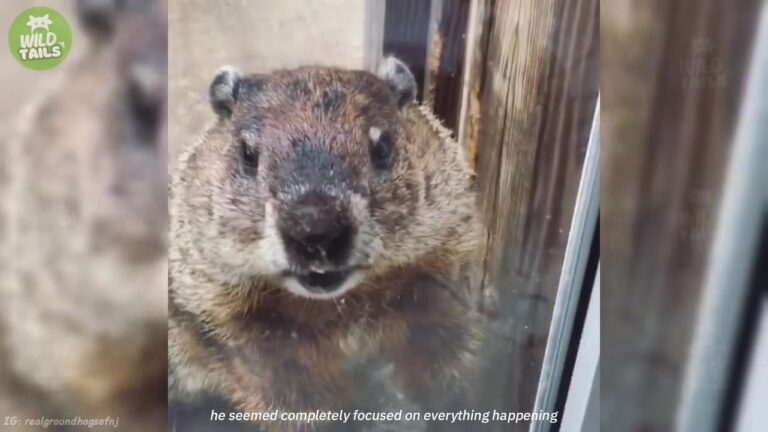 Groundhog Visited Same Porch In New Jersey For 4 Years, Then Arrived With A Beautiful Surprise