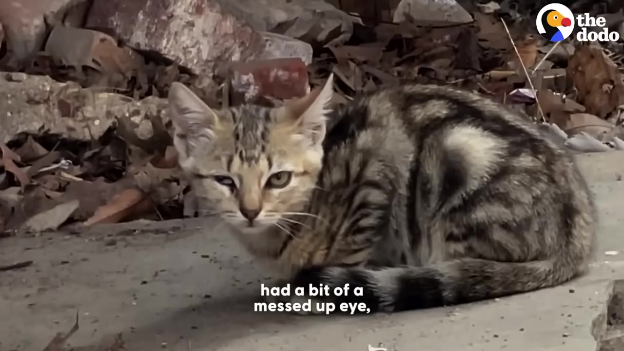 A small tabby kitten with a partially closed, injured eye sits on the ground looking towards the camera.