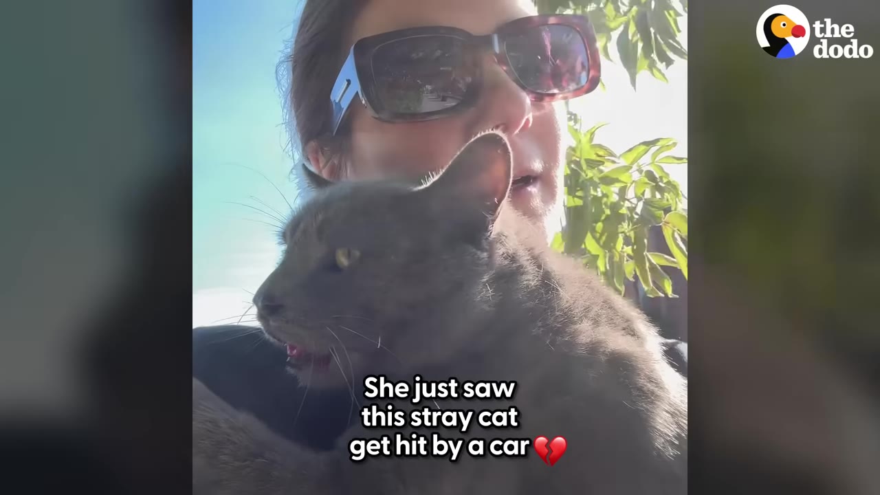 A woman wearing sunglasses holds a grey cat close to her chest, with text overlay reading 'She just saw this stray cat get hit by a car'.