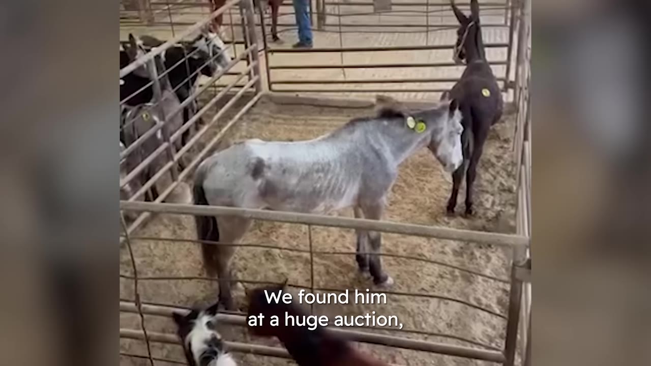A thin grey horse stands inside a metal pen at a livestock auction alongside other animals.