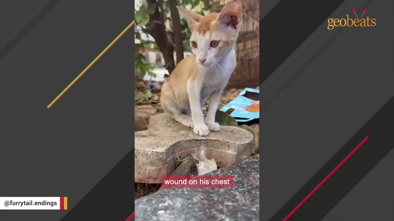 A small orange and white kitten sits on a stone block outdoors, looking off to the side.