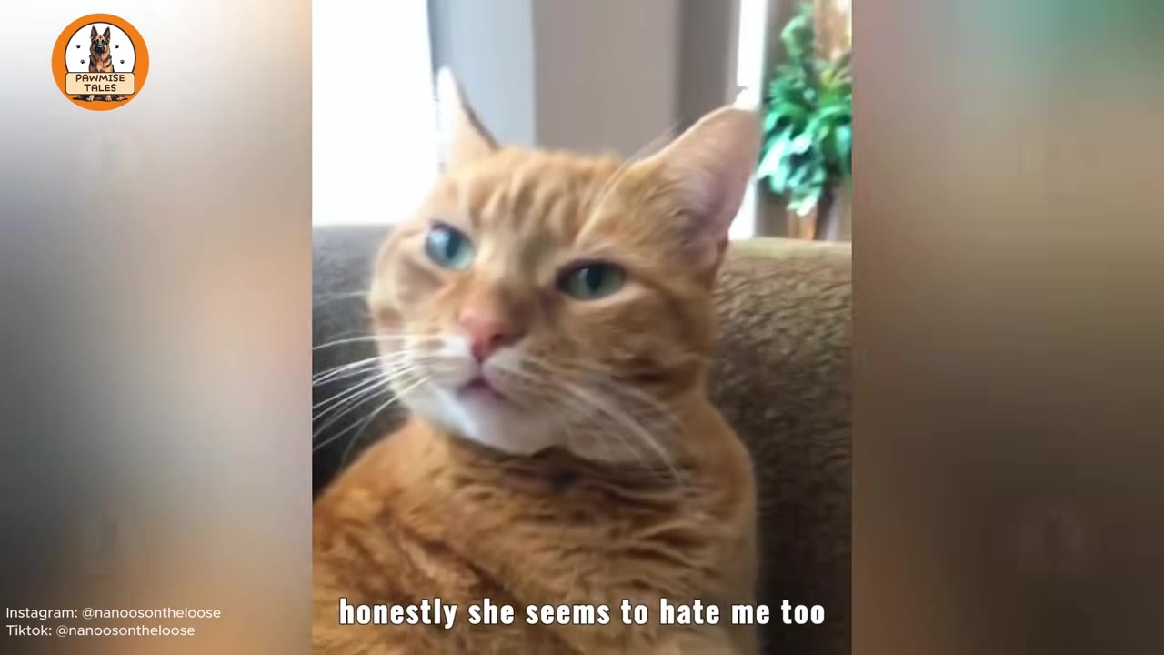 An orange tabby cat with green eyes looks sideways with a grumpy expression, with text overlay reading 'honestly she seems to hate me too'.