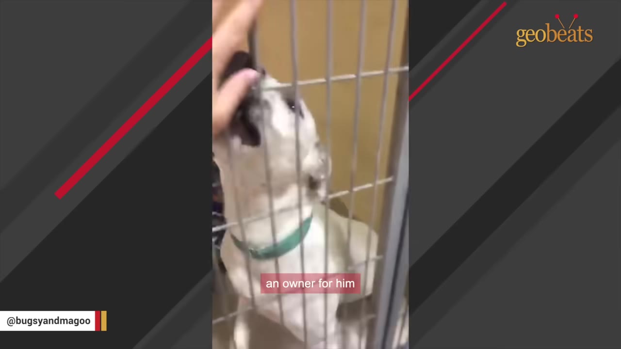 A white dog with a green collar stands behind the metal bars of a shelter kennel, looking up as a hand reaches in to pet its head.