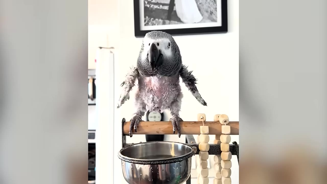 An African Grey parrot with severely plucked feathers on its chest and wings stands on a wooden perch above a metal bowl.