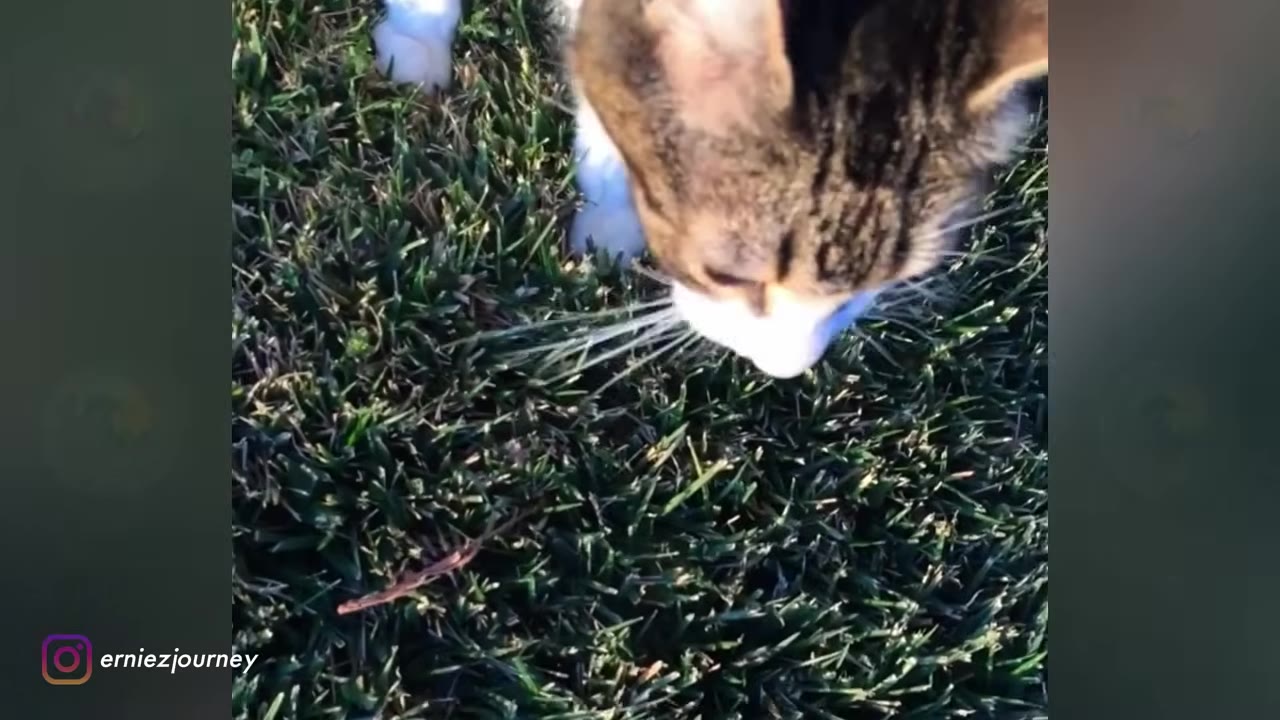 A close-up shot of a small tabby and white cat sniffing the green grass in a yard.