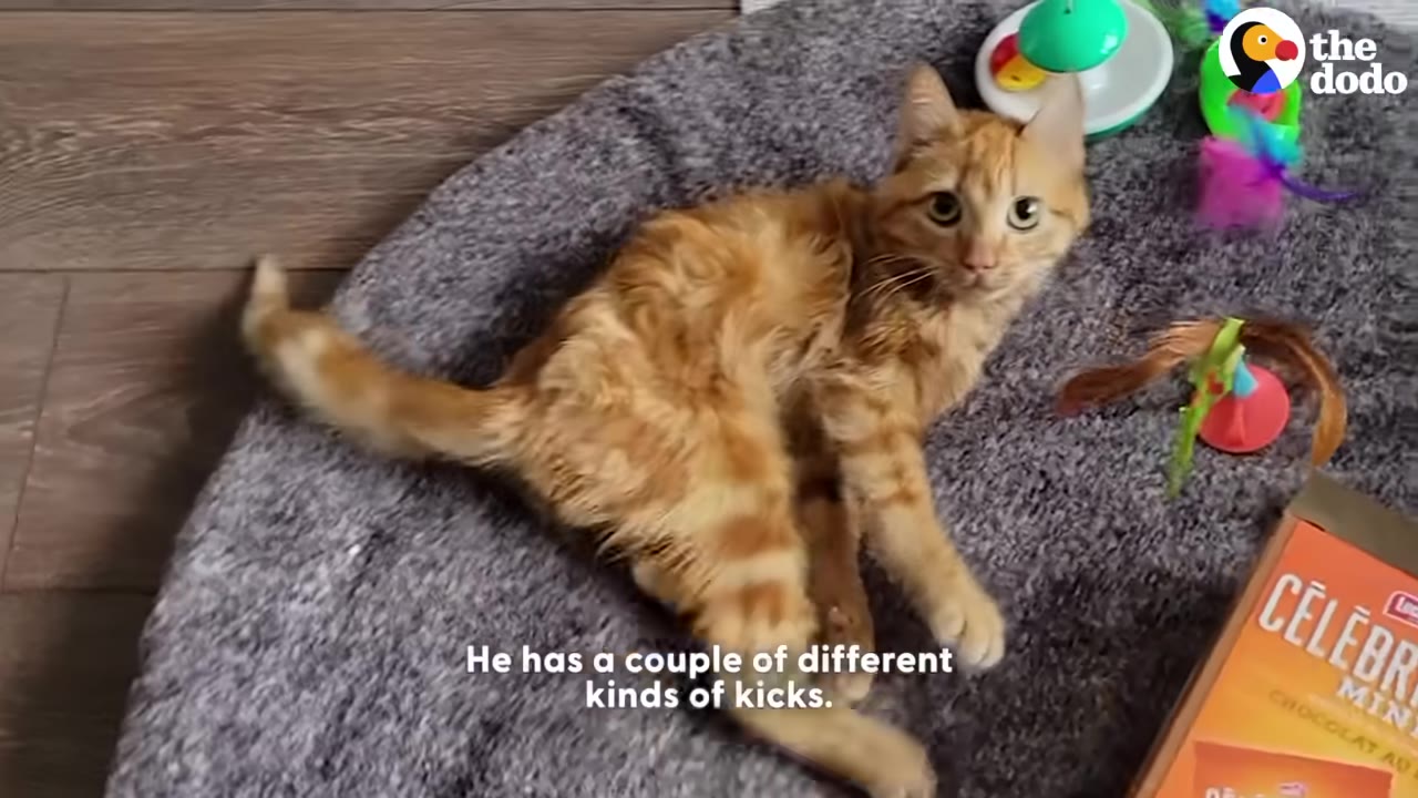 An orange tabby cat lying on a grey rug, looking up at the camera with text overlay reading 'He has a couple of different kinds of kicks.'