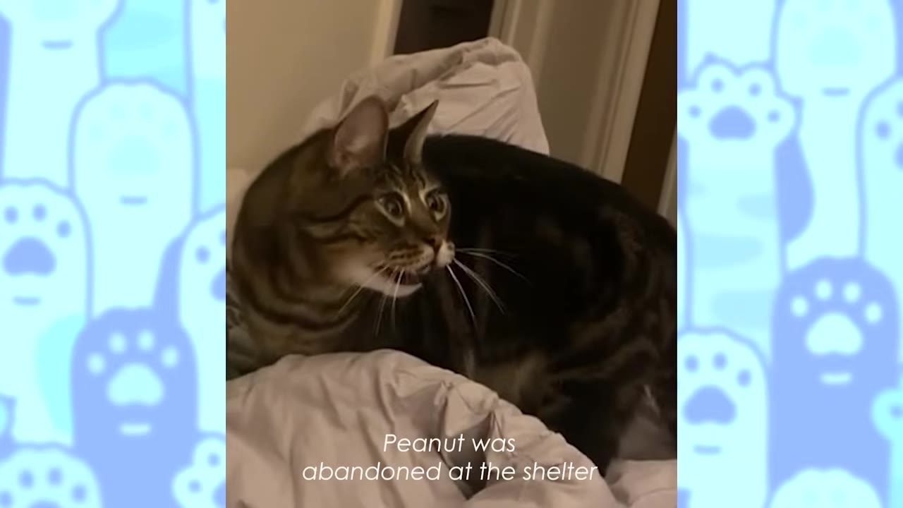 A brown tabby cat looking startled while lying on a bed, with text overlay reading 'Peanut was abandoned at the shelter'.