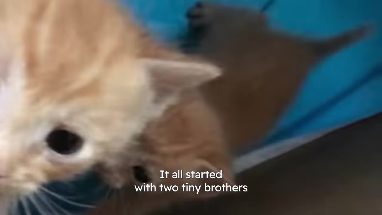 A close-up shot of two tiny orange kittens huddled together.
