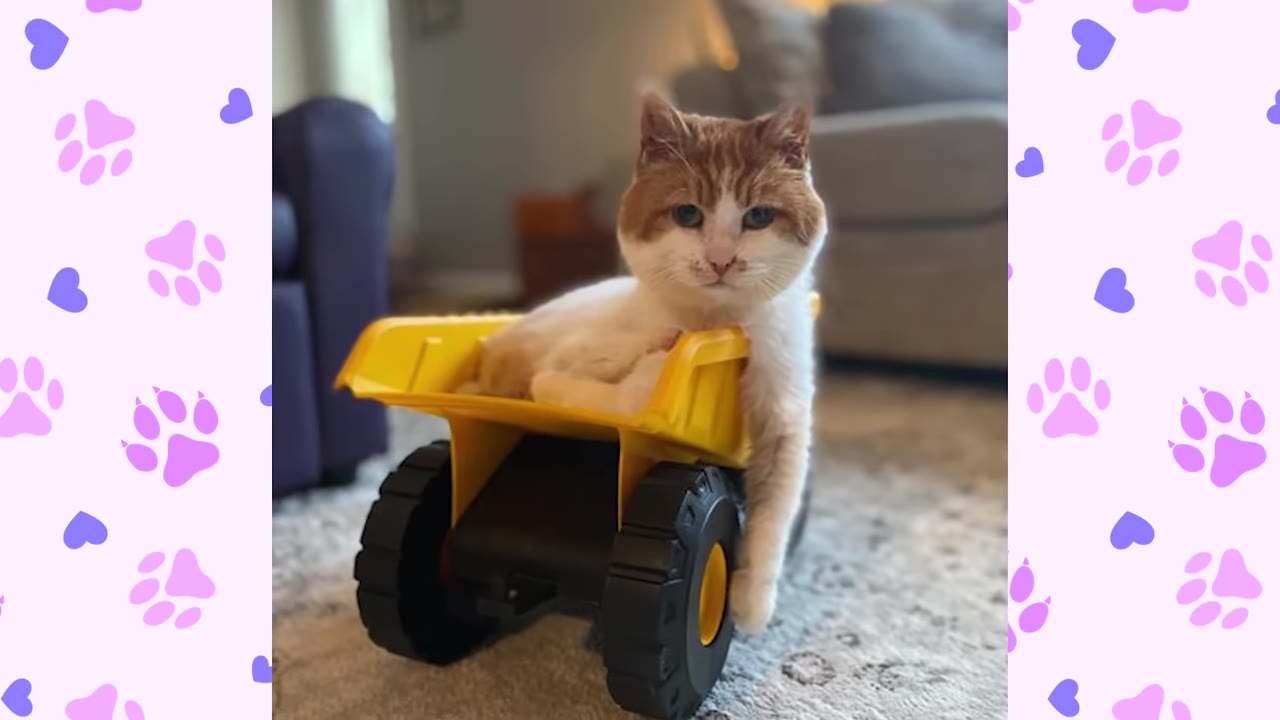 An orange and white cat sitting inside a yellow toy dump truck on a carpeted floor.