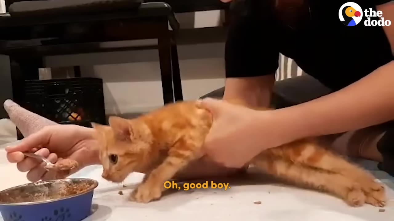 An orange kitten being held and fed with a spoon by a person.