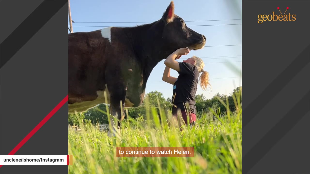 A woman with blonde hair in a ponytail stands in a grassy field, gently scratching the chin of a large brown and white cow.