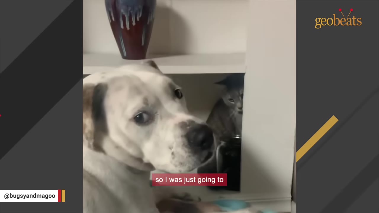 A close-up of a white dog looking towards the camera while a grey cat peeks out from a shelf behind him.