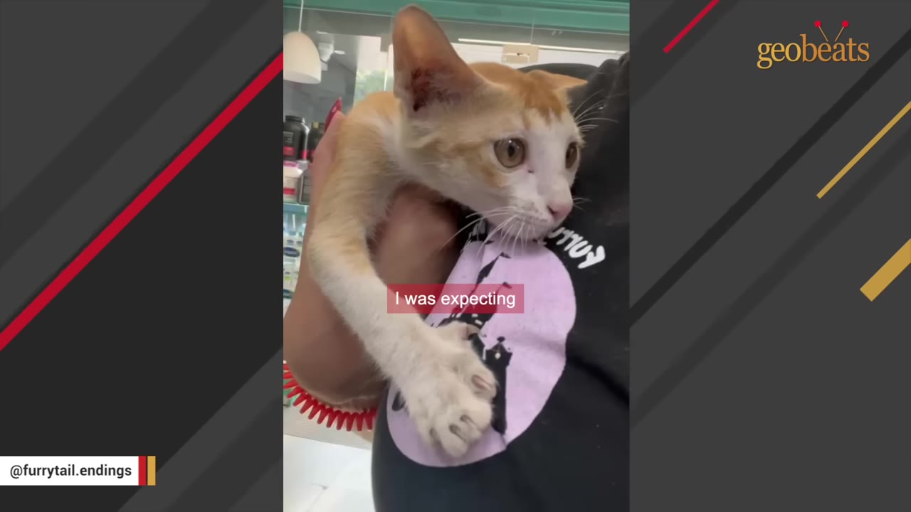 A person holding a small orange and white kitten close to their chest.