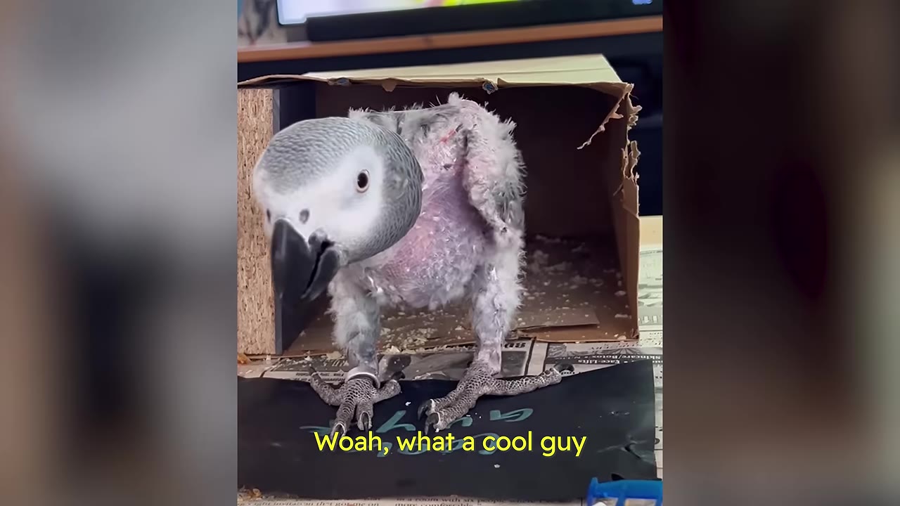 A young African Grey parrot with sparse, patchy feathers stands in front of a cardboard box, looking directly at the camera.
