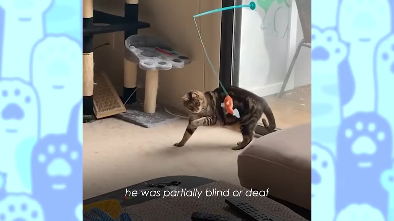 A tabby cat plays with a hanging toy in a living room near a cat tree.
