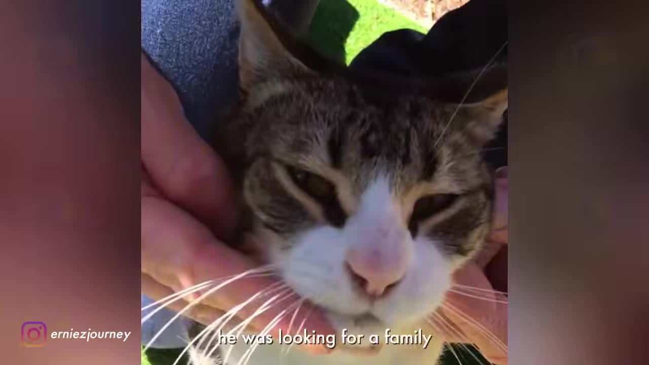 A close-up of a tabby and white cat being gently cradled and petted by human hands.