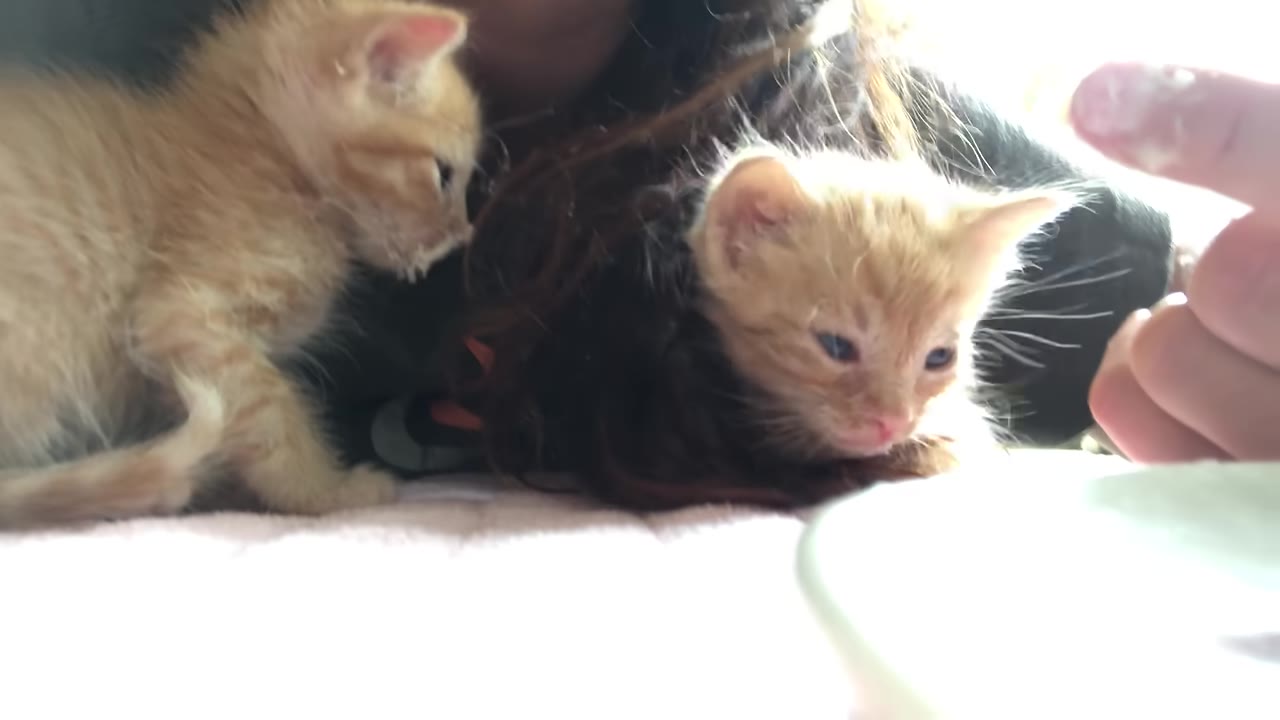 Two tiny, fragile orange tabby kittens sit on a pink blanket next to their foster caregiver.