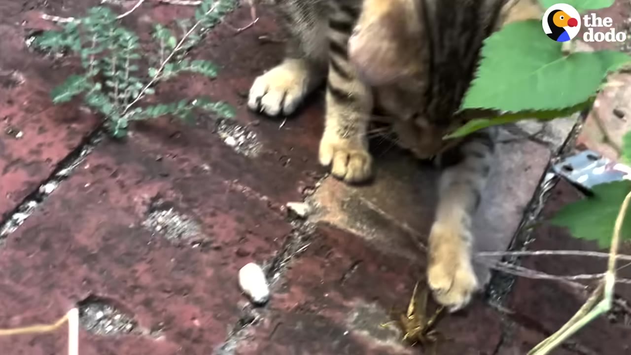 A close-up shot of a small tabby kitten on a brick path, reaching its paw out towards a grasshopper.