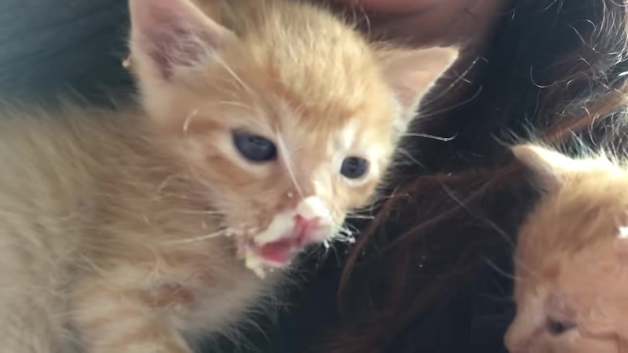 A close-up of a tiny orange tabby kitten with milk on its mouth, being held close to a person's shoulder.