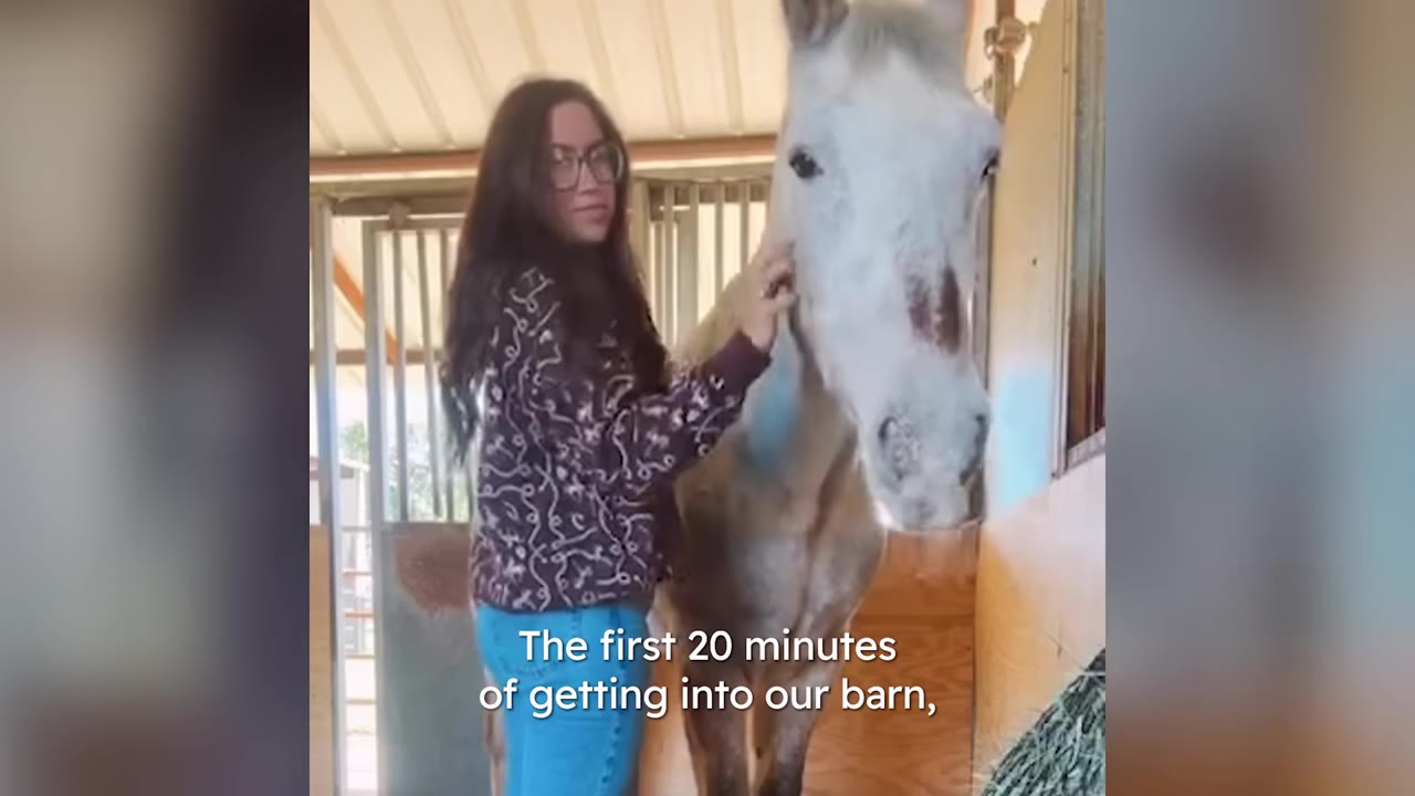 A woman with glasses and a patterned sweater gently pets a light-colored horse named Arthur inside a wooden barn stall.