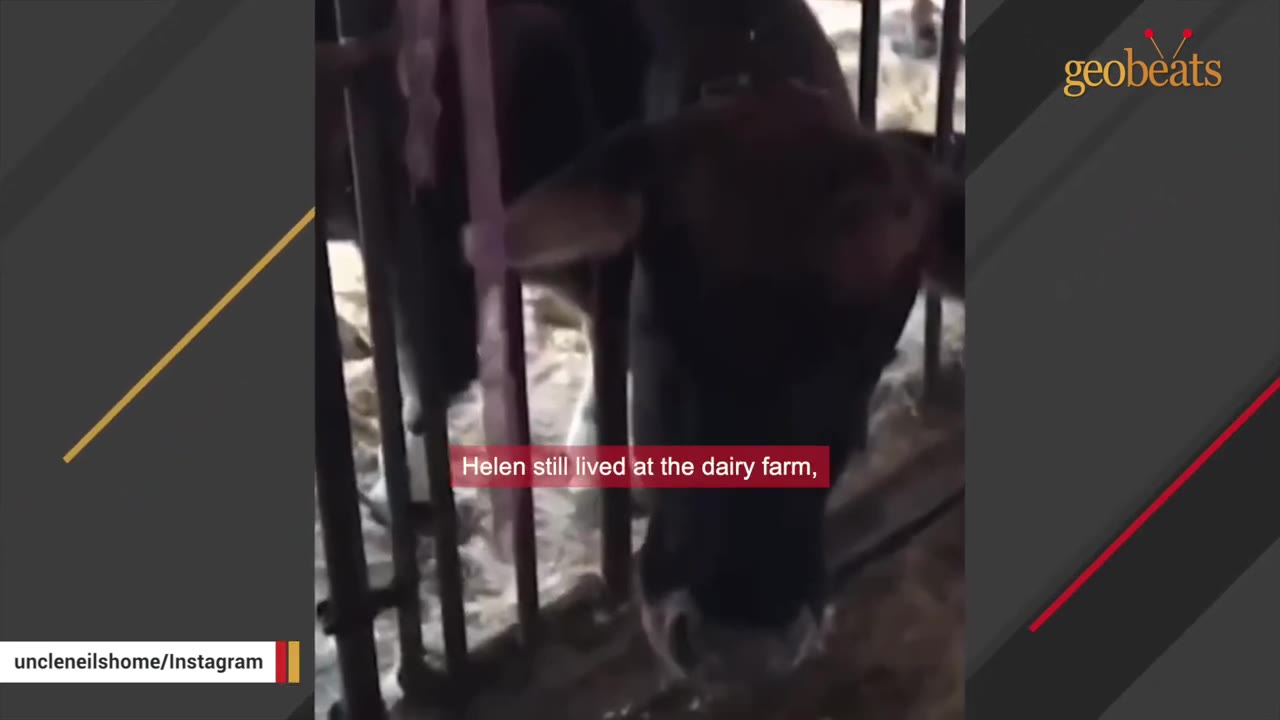 A dark-colored cow stands behind metal bars inside a dairy farm barn.