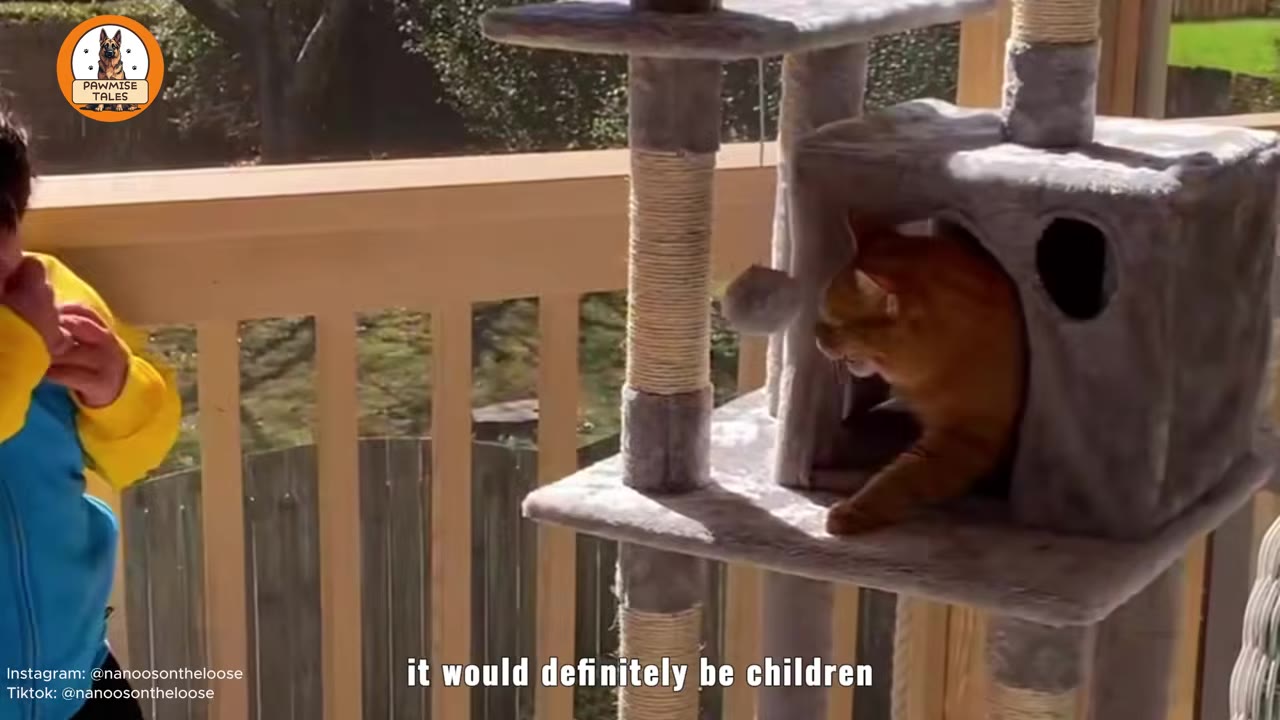 An orange cat on a grey cat tree looks warily towards a child wearing a yellow and blue jacket on the left.