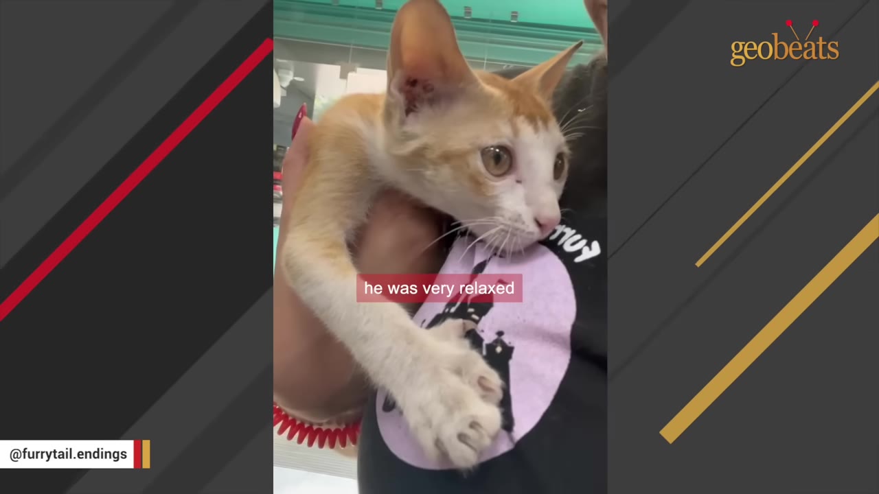 A ginger and white kitten is held gently in someone's arms, looking calm and relaxed.