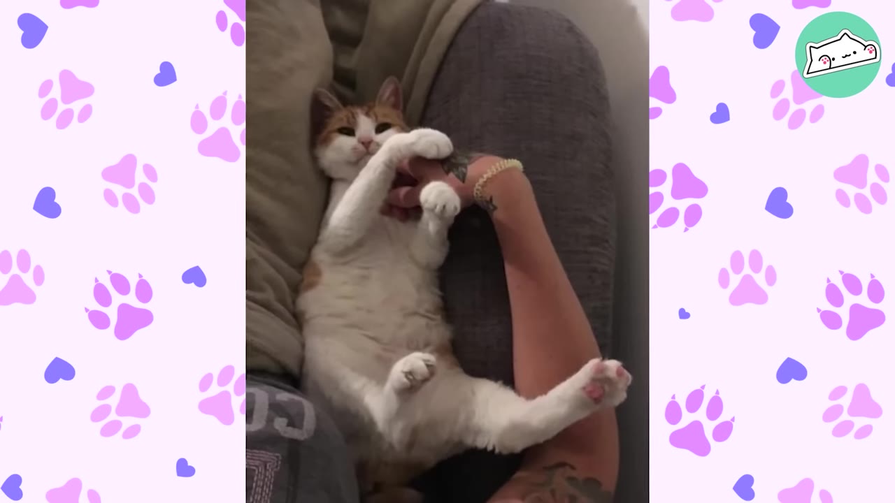 An orange and white cat lies on its back on a couch, holding onto a person's arm with its front paws.