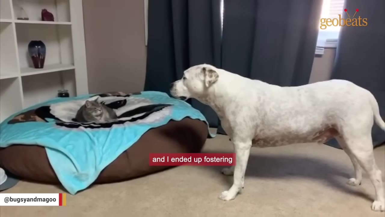 A large white dog stands on a carpeted floor, looking towards a small grey tabby cat resting on a large blue and brown pet bed.
