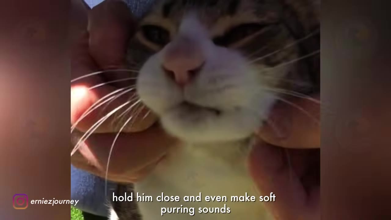 A close-up of a tabby and white cat being gently cradled and petted around its face by human hands.