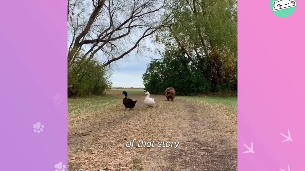 A brown pig walks down a dirt path behind a black duck and a white duck.