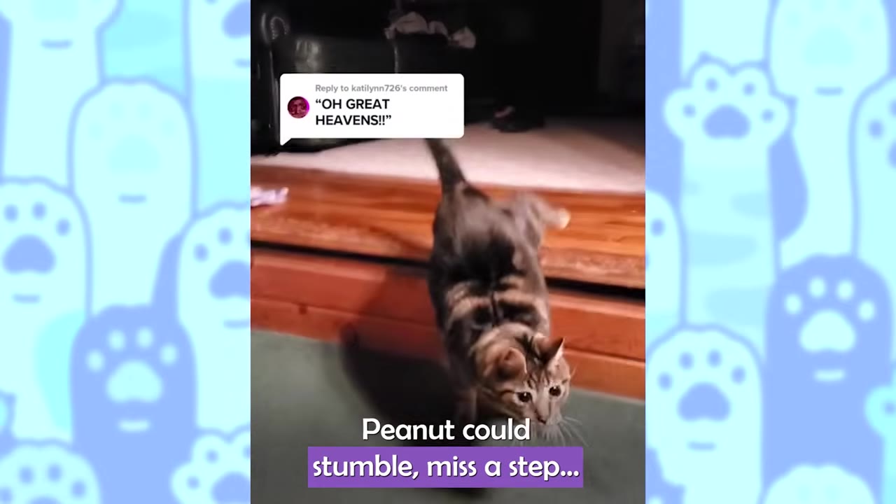 A tabby cat named Peanut carefully steps down from a wooden step onto a green carpeted floor.